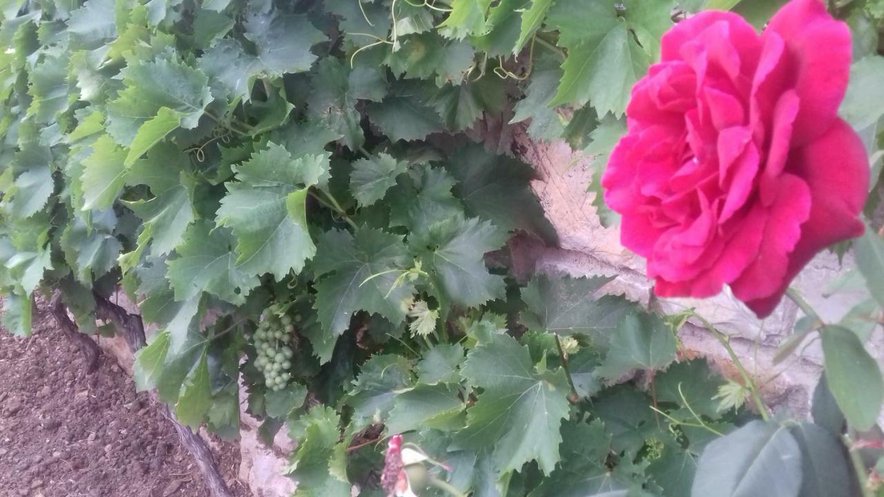 Holiday Home Nora**** Loznati Cres 外观 照片